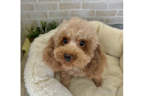 シュリちゃん1枚目